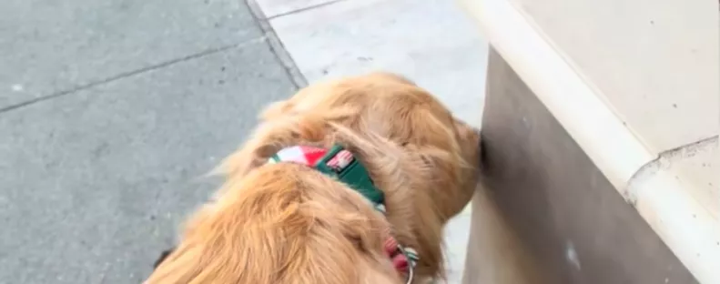 Minden nap megáll ugyanazon a sarkon a golden retriever: amit ott figyel, könnyeket fakaszt – Videó